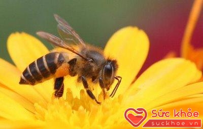 Mật ong, phấn ong, sữa ong chúa, keo ong... là những sản phẩm phong phú có tính năng chữa bệnh