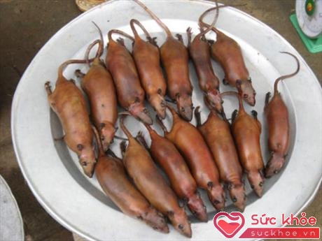 Thịt chuột là món ăn khá phổ biến ở nhiều vùng miền, nhiều quốc gia