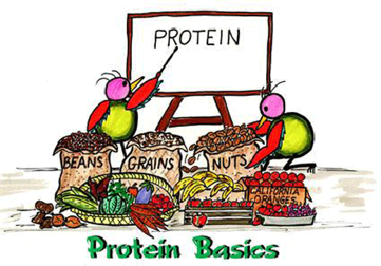 Cần đáp ứng đủ nhu cầu protein trong chế độ ăn hàng ngày của cơ thể