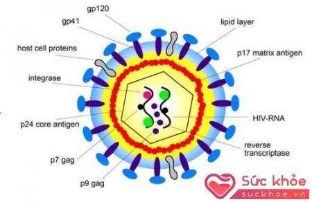 Cấu trúc của HIV.