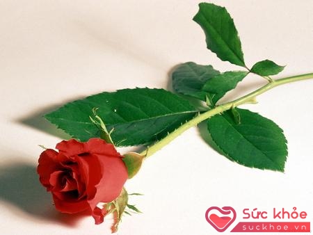 Hoa hồng có gai cũng là vật cấm kỵ khi đem tặng