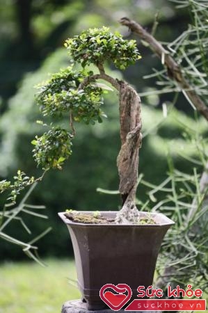 Những thế cây bonsai vững chãi cân đối, có tầng bậc…luôn được chuộng.