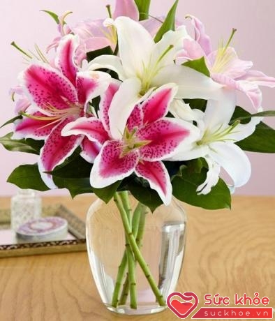 Cuối cùng, bạn có thể học cách cắm hoa ly trong các kiểu cắm hoa để bàn ngày Tết với việc kết hợp các màu ly trang nhã như này