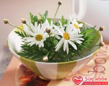 Nếu không thích cắm hoa vào bình thì bạn có thể cắm hoa vào bát như này chỉ với những bông hoa cúc trắng tinh khiết