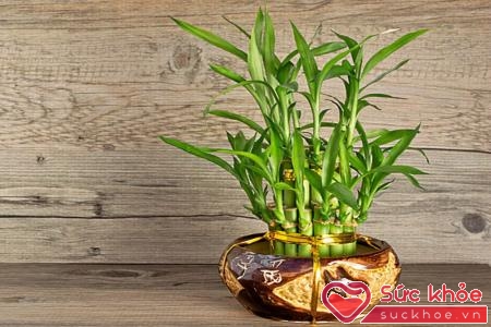 Cây Phát Lộc và cây Phát Tài là hai loài cây mang nhiều hàm ý may mắn cho gia đình trong năm mới.