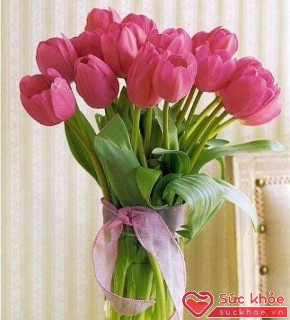 Hoa tuylip cắm trong ngày Tết có ý nghĩa cầu mong một năm mới thật nhiều may mắn