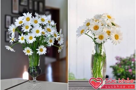 Với chiếc bình cao, bạn nên chú ý đến chiều dài cành hoa cúc, chọn màu hoa và bình hài hòa với nhau nha!