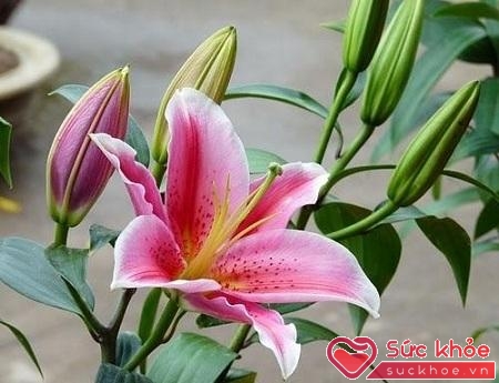 Hoa ly được ưa chuộng bởi màu sắc đẹp và hương thơm đặc biệt.