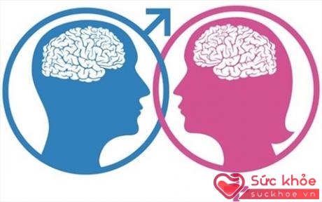 Cấu tạo bộ não có sự khác nhau giữa nam và nữ