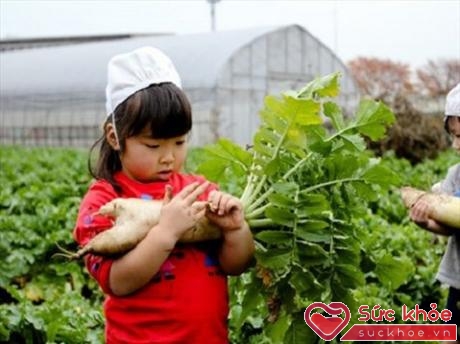 Tay lấm bẩn vì thu hoạch rau củ - hình ảnh dễ dàng bắt gặp ở các trường mầm non Nhật