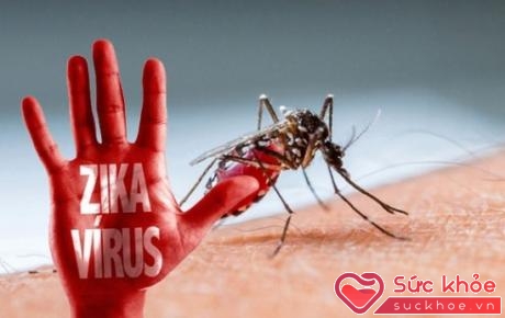 Các triệu chứng phổ biến nhất của bệnh virus Zika là sốt, phát ban, đau khớp và viêm kết mạc