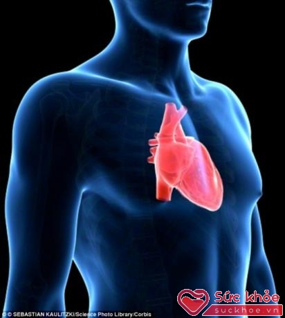 Trái tim nằm bên trái để tiết kiệm không gian cho cơ thể.