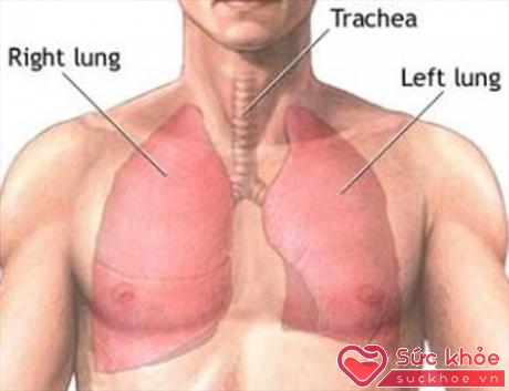 Hình ảnh thùy phổi của người bệnh