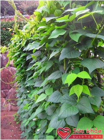 Giàn đậu rồng tươi tốt được trồng ngay tại vườn nhà