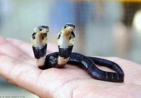 Phát hiện con rắn hổ mang hai đầu quý hiếm ở Trung Quốc