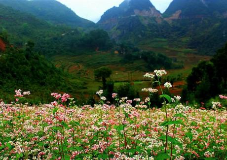 Tháng 10 - tháng của mùa hoa tam giác mạch trên cao nguyên đá Đồng Văn