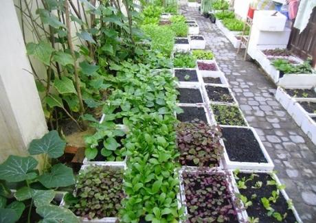 Năm cách trồng rau sạch trong nhà vừa tiết kiệm diện tích lại cực kỳ đơn giản