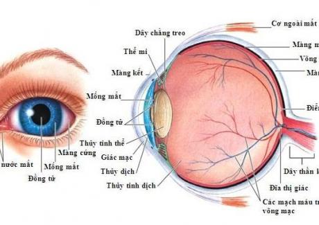 Mắt là gì? Cấu tạo và các bệnh liên quan đến mắt