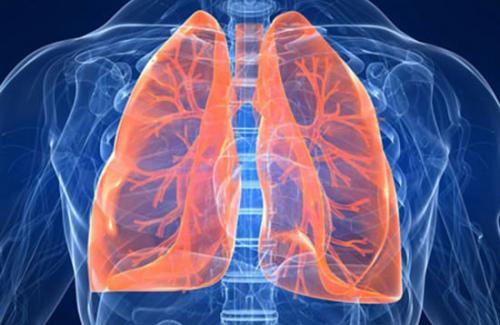 Phổi là gì? Chức năng của phổi và cấu tạo phổi