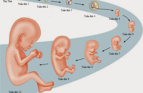 Hình ảnh sự phát triển của thai nhi 3 tháng đầu