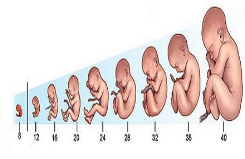 Hình ảnh về sự phát triển của thai nhi 3 tháng cuối