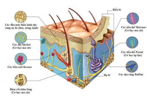 Kiến thức sơ lược tìm hiểu về  cấu tạo của da