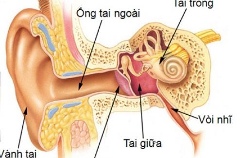 Viêm tai giữa là gì? Cách nhận biết bệnh viêm tai giữa