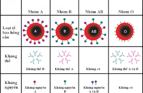 Tìm hiểu về nhóm máu và cách phân loại nhóm máu