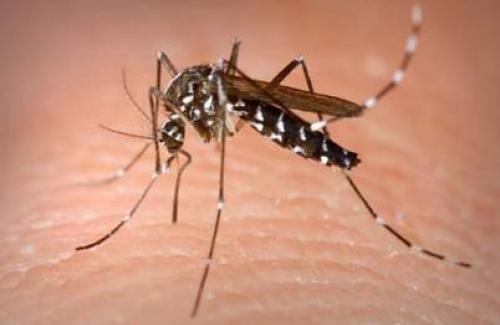 Muỗi Anophen(Anopheles) là gì? Đặc điểm của muỗi Anophen