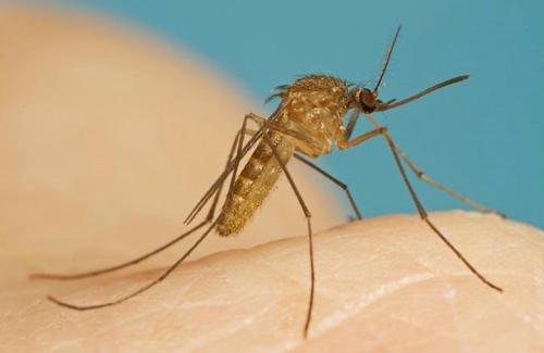 Muỗi Mansonia là gì? Đặc điểm, cấu tạo của loài muỗi Mansonia