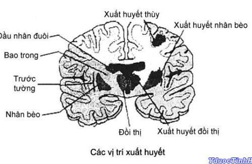 Thế nào là tiểu não? Cấu tạo và chức năng của tiểu não