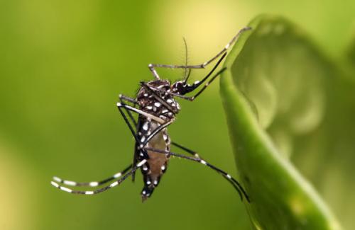 Những căn bệnh nguy hiểm đến tính mạng con người mà muỗi gây ra