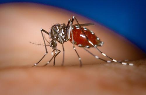 Nguyên nhân bệnh sốt xuất huyết và những đặc điểm nhận dạng muỗi vằn truyền bệnh
