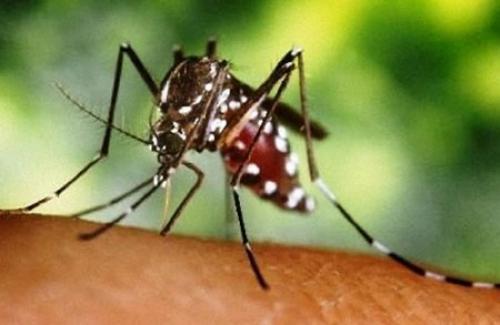 Tìm hiểu muỗi vằn - Muỗi vằn và bệnh sốt xuất huyết