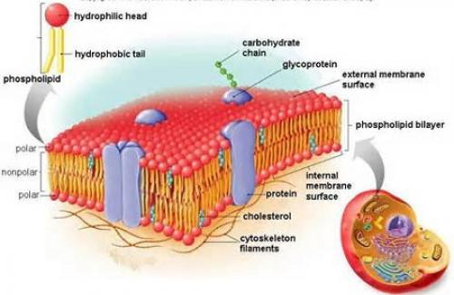 Vẽ sơ đồ cấu trúc màng sinh chất và cho biết chức năng của những thành phần  tham gia cấu trúc màng