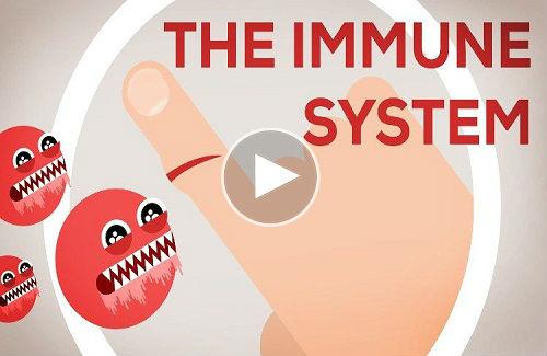 Bạn có biết quá trình hệ miễn dịch tiêu diệt vi khuẩn gây hại như thế nào không?