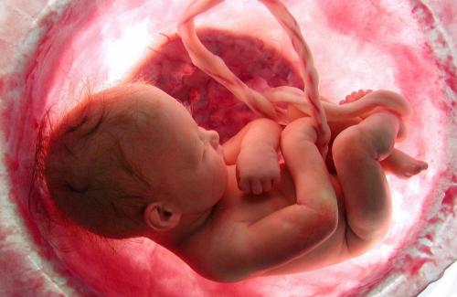 Dây rốn: Chức năng của dây rốn đối với sự sống của thai nhi
