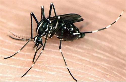 Những cách đuổi muỗi hiệu quả mà bạn nên sử dụng để bảo vệ gia đình mình
