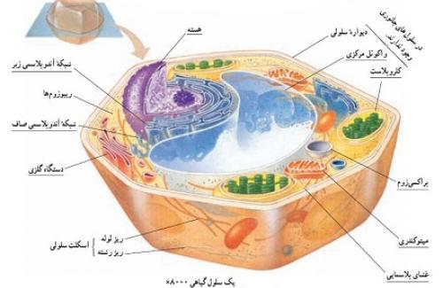 Thế nào là nhân tế bào? Đặc điểm cấu tạo và hoạt động của nhân tế bào