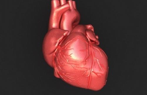 Tìm hiểu tim là gì? Tim người có cấu trúc như thế nào?