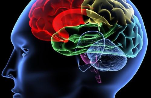 Não người là gì? Cấu tạo não bộ của con người như thế nào?