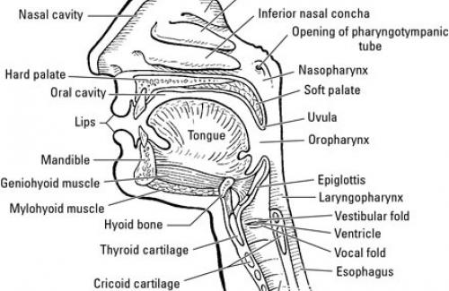 Tìm hiểu về vòm miệng - Cấu trúc và chức năng của vòm miệng