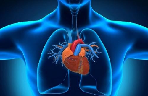 Tìm hiểu hệ hô hấp là gì - Có những cơ quan hô hấp nào trong hệ hô hấp?