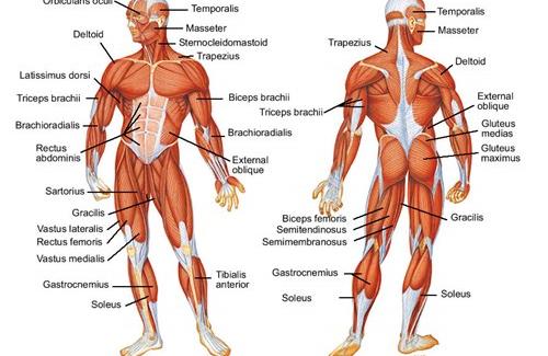 Tìm hiểu thế nào là cơ - Hoạt động của cơ và sự mỏi cơ