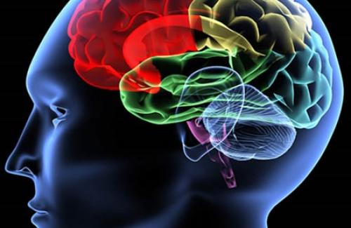 Tìm hiểu về hệ thần kinh trung ương và cấu tạo của não bộ