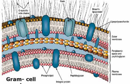 Tìm hiểu thế nào là vách tế bào? Cấu tạo của vách tế bào