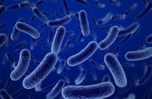 Tìm hiểu chung về vi khuẩn lao - Đặc điểm phân loại vi khuẩn lao