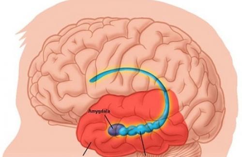 Viêm màng não là bệnh gì? Cách phòng ngừa viêm màng não