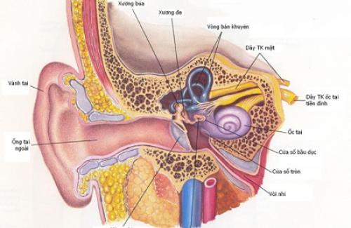 Bệnh viêm tai ngoài - Những thông tin cơ bản về bệnh viêm tai ngoài