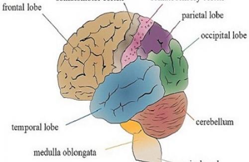 Bệnh áp xe não là gì? Triệu chứng, nguyên nhân và điều trị bệnh